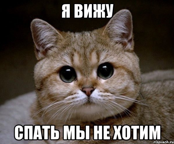 я вижу спать мы не хотим, Мем Пидрила Ебаная