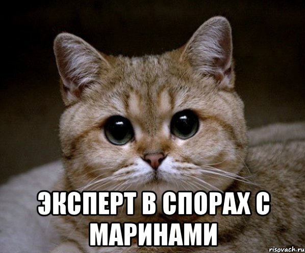  Эксперт в спорах с Маринами, Мем Пидрила Ебаная