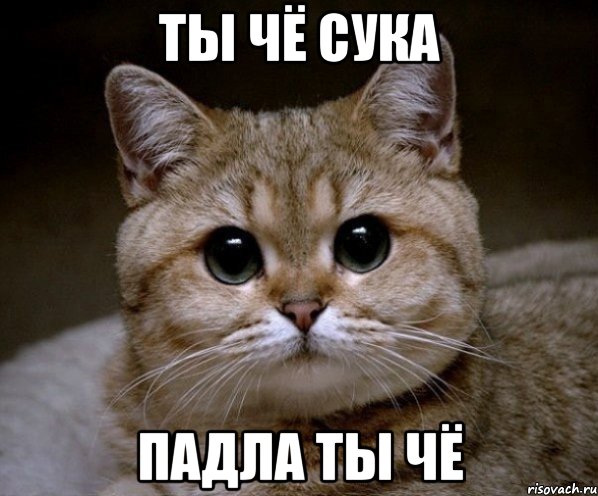 ТЫ ЧЁ СУКА ПАДЛА ТЫ ЧЁ, Мем Пидрила Ебаная