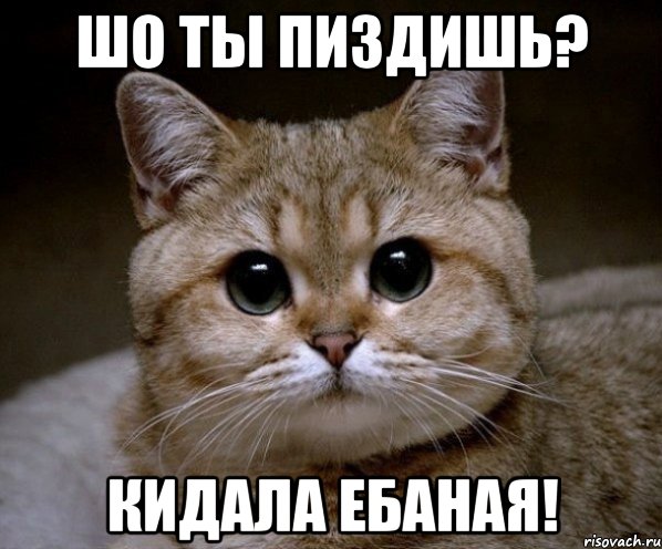 Шо ты пиздишь? Кидала ебаная!, Мем Пидрила Ебаная