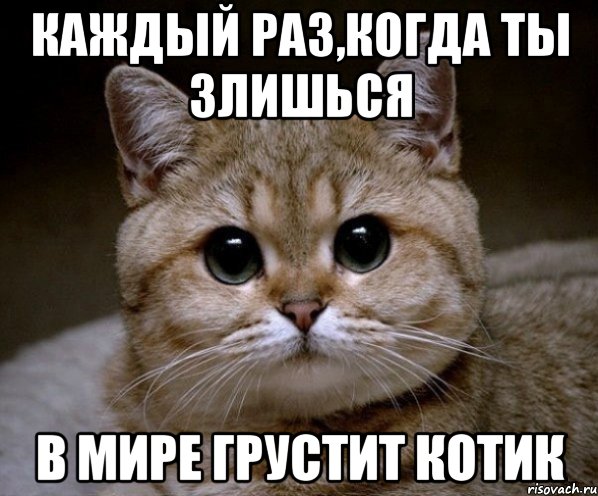 каждый раз,когда ты злишься в мире грустит котик, Мем Пидрила Ебаная