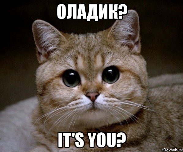 Оладик? it's you?, Мем Пидрила Ебаная