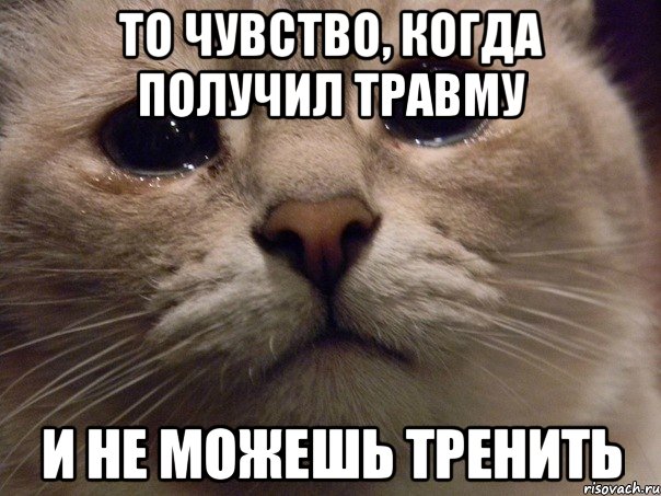 то чувство, когда получил травму и не можешь тренить, Мем   В мире грустит один котик