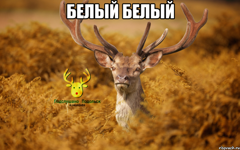 белый белый 