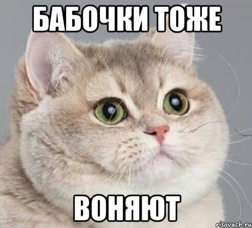 бабочки тоже ВОНЯЮТ