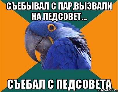 Съебывал с пар,вызвали на педсовет... Съебал с педсовета, Мем Попугай параноик