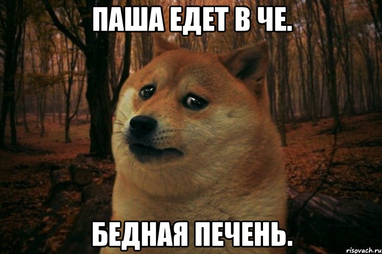 паша едет в че. бедная печень., Мем SAD DOGE