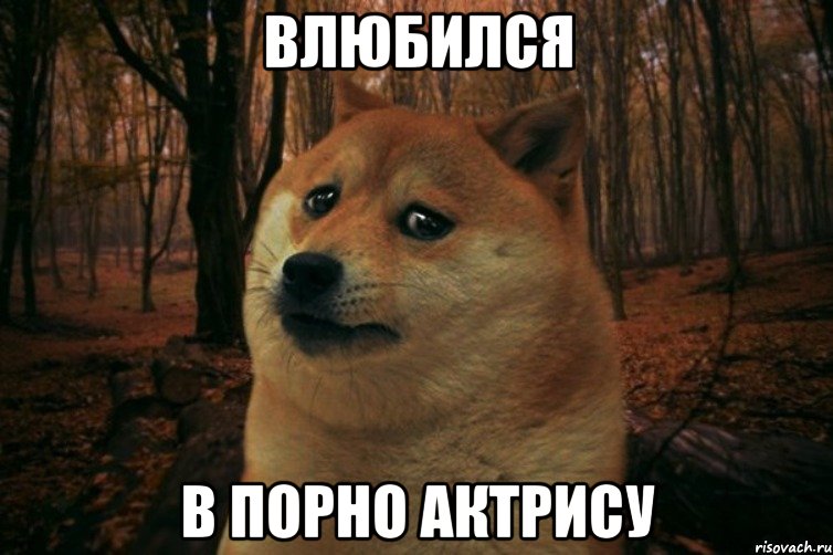 влюбился в порно актрису, Мем SAD DOGE