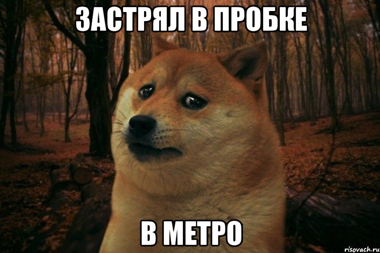 застрял в пробке в метро, Мем SAD DOGE