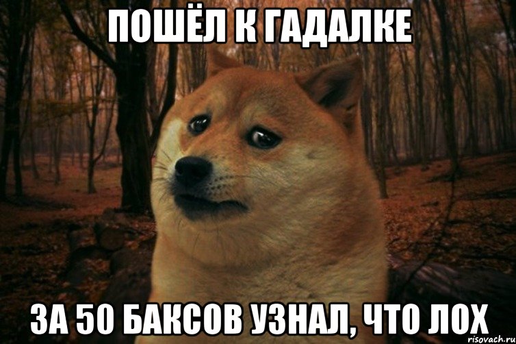 пошёл к гадалке за 50 баксов узнал, что лох, Мем SAD DOGE