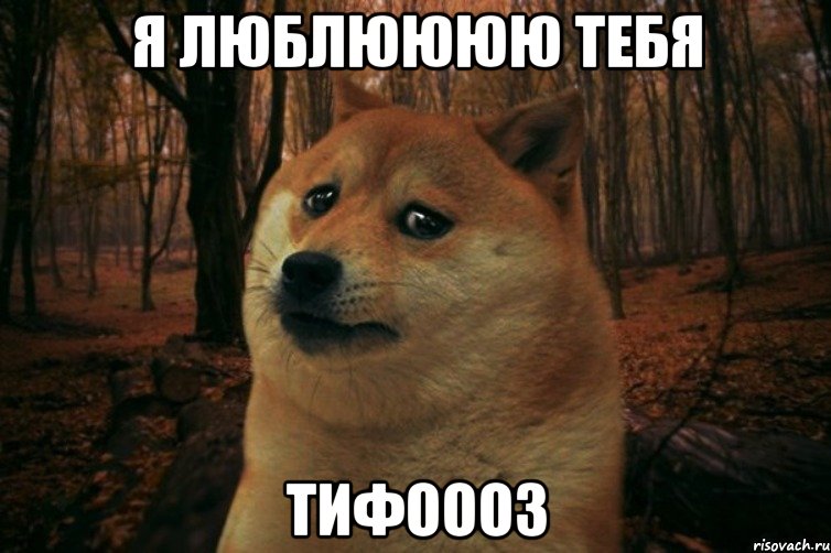 я люблюююю тебя ТИФОООЗ, Мем SAD DOGE