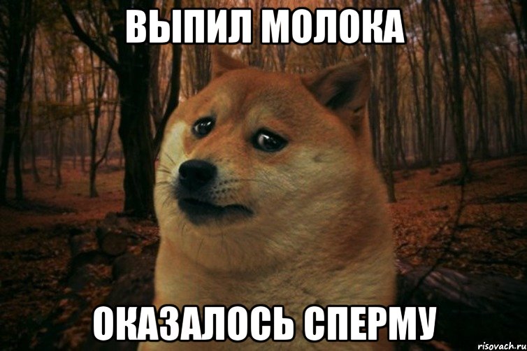 Выпил молока Оказалось сперму, Мем SAD DOGE