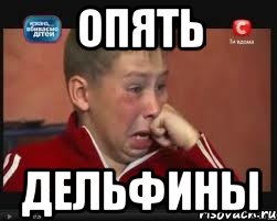 опять дельфины