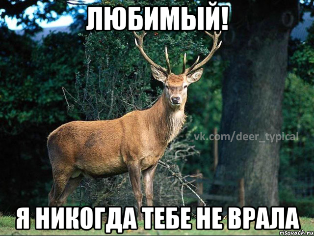 любимый! я никогда тебе не врала