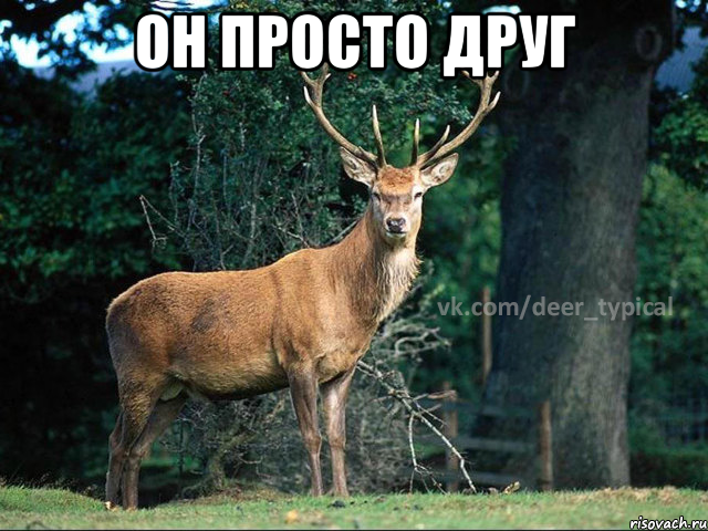 он просто друг , Мем Паблик Типичный олень