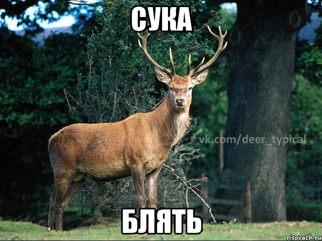 СУКА БЛЯТЬ, Мем Паблик Типичный олень