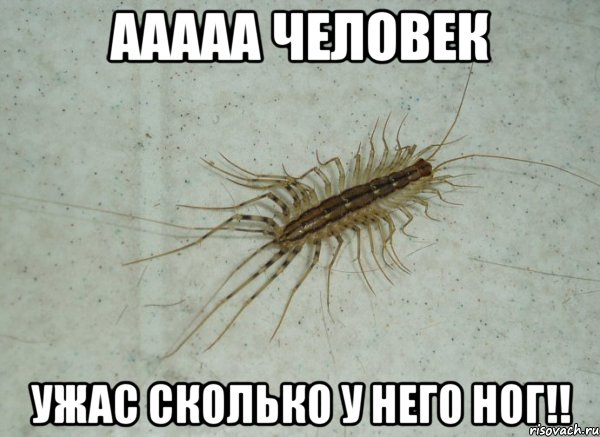 Ааааа человек Ужас сколько у него ног!!