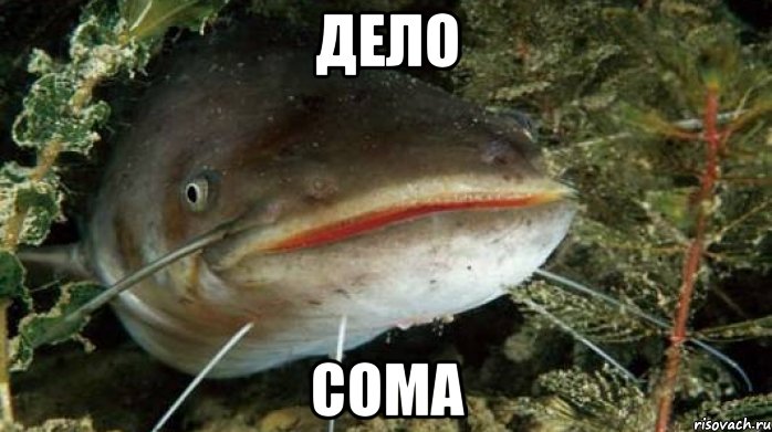 ДЕЛО СОМА