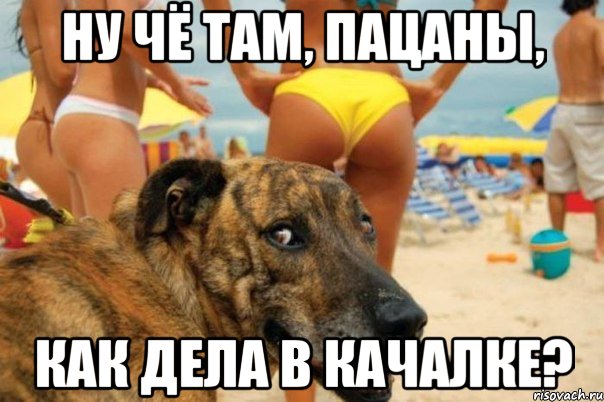 пацаны как дела в качалке картинки онлайн пацаны как дела в качалке картинки
