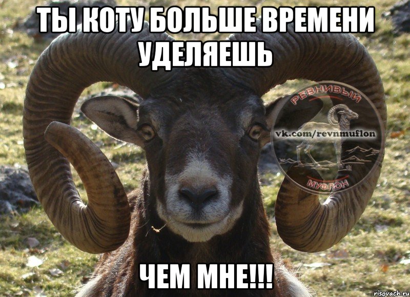 Ты коту больше времени уделяешь чем мне!!!