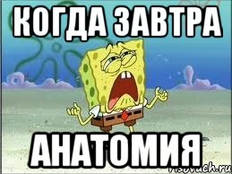 Когда завтра Анатомия, Мем Спанч Боб плачет