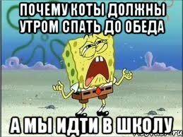 Почему коты должны утром спать до обеда А мы идти в школу, Мем Спанч Боб плачет