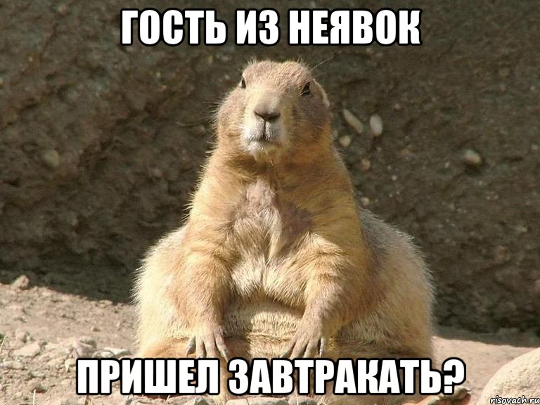 Гость из неявок пришел завтракать?, Мем суслик