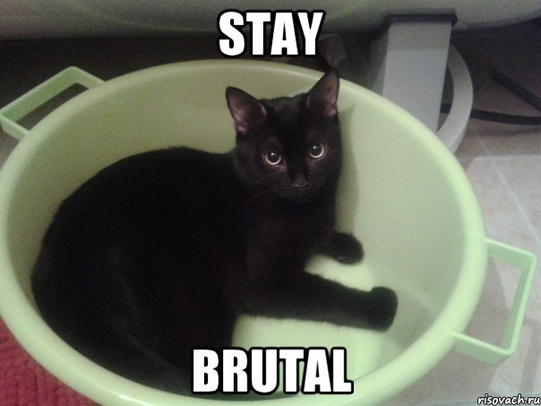 STAY BRUTAL