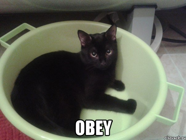  OBEY