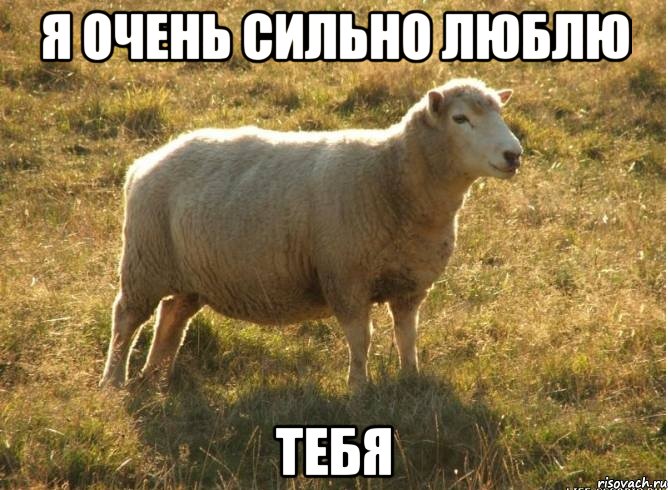 Я очень сильно люблю Тебя, Мем Типичная овца