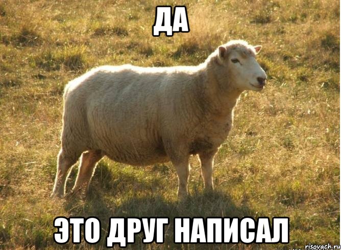 Да Это друг написал, Мем Типичная овца