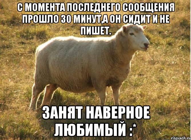 С момента последнего сообщения прошло 30 минут,а он сидит и не пишет. Занят наверное Любимый :*, Мем Типичная овца