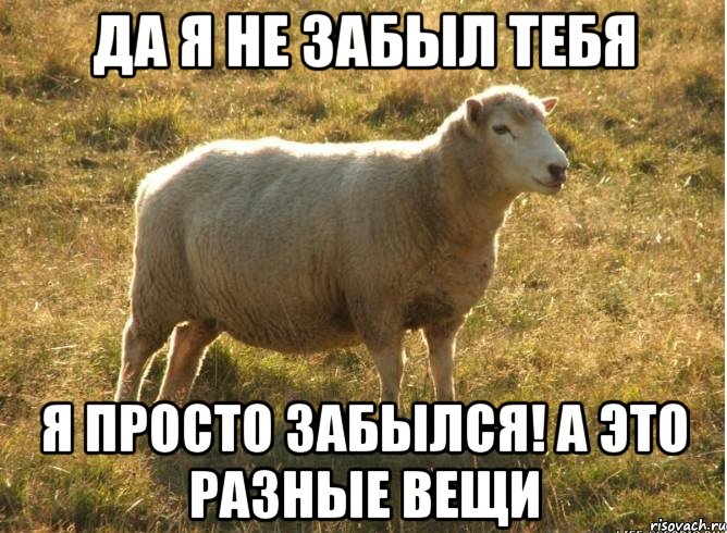 Да я не ЗАБЫЛ ТЕБЯ я просто ЗАБЫЛСЯ! а это разные вещи, Мем Типичная овца