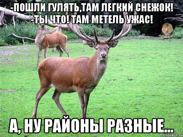 -Пошли гулять,там легкий снежок! -ТЫ ЧТО! ТАМ МЕТЕЛЬ УЖАС! А, ну районы разные...