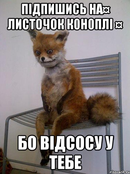 Підпишись на¤ лИсТоЧоК к0н0пЛi ¤ бо відсосу у тебе, Мем Упоротая лиса