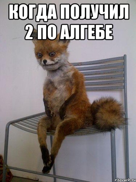 Когда получил 2 по алгебе , Мем Упоротая лиса