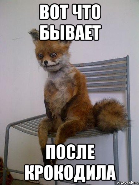 Вот что бывает после крокодила, Мем Упоротая лиса