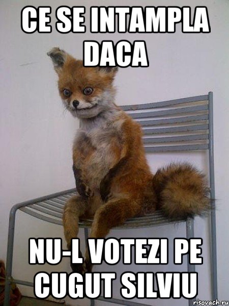 Ce se intampla daca nu-l votezi pe Cugut Silviu, Мем Упоротая лиса