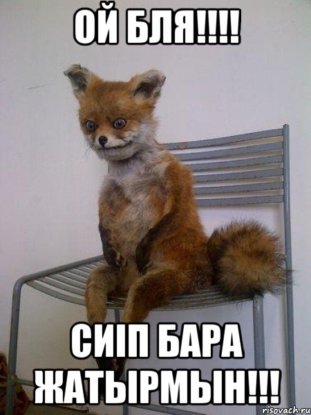 ой бля!!!! Сиіп бара жатырмын!!!, Мем Упоротая лиса
