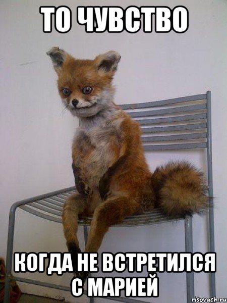 То чувство когда не встретился с Марией, Мем Упоротая лиса