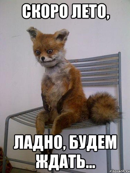 скоро лето, ладно, будем ждать..., Мем Упоротая лиса
