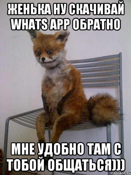 Женька ну скачивай whats app обратно Мне удобно там с тобой общаться))), Мем Упоротая лиса