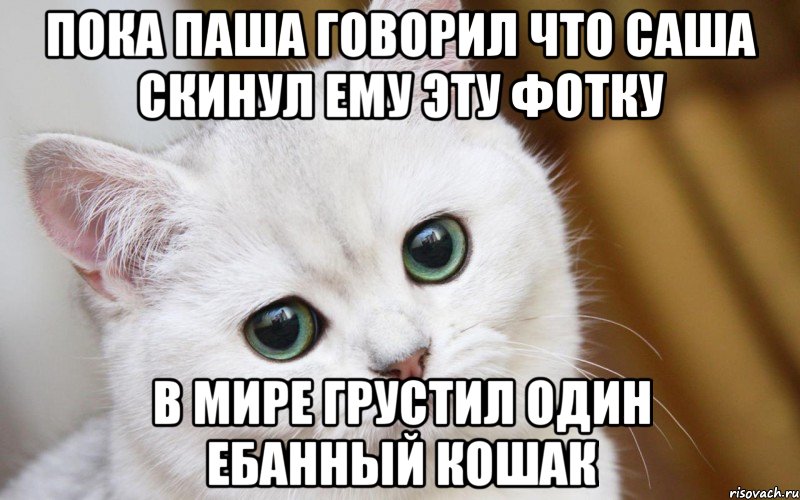 пока паша говорил что саша скинул ему эту фотку в мире грустил один ебанный кошак, Мем  В мире грустит один котик