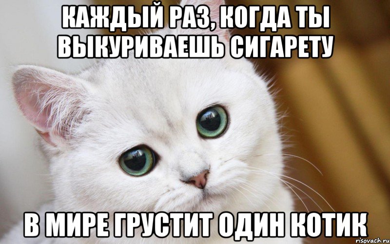 Каждый раз, когда ты выкуриваешь сигарету В мире грустит один котик, Мем  В мире грустит один котик