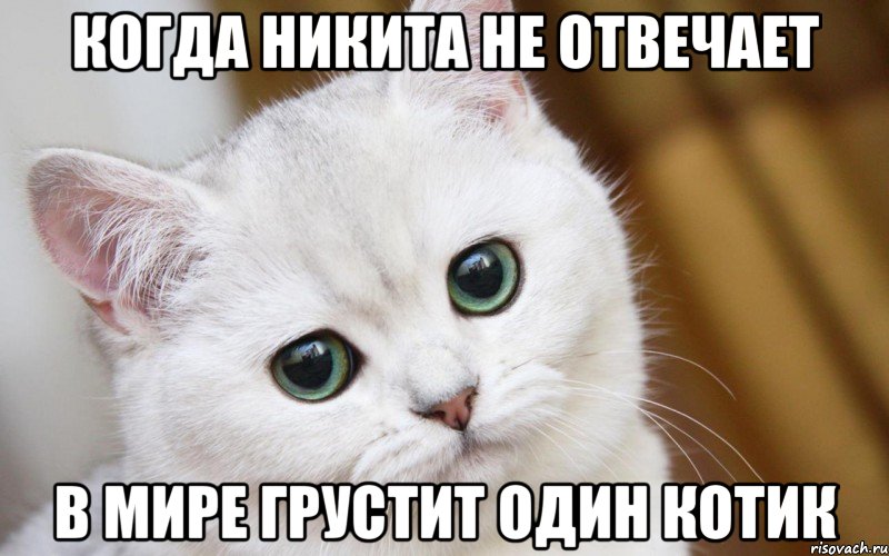 Когда Никита не отвечает В мире грустит один котик, Мем  В мире грустит один котик