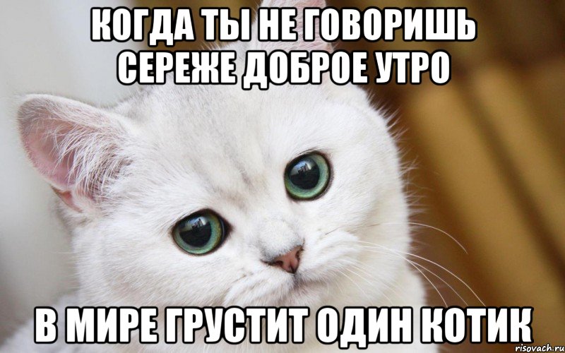 Когда ты не говоришь Сереже доброе утро В мире грустит один котик, Мем  В мире грустит один котик