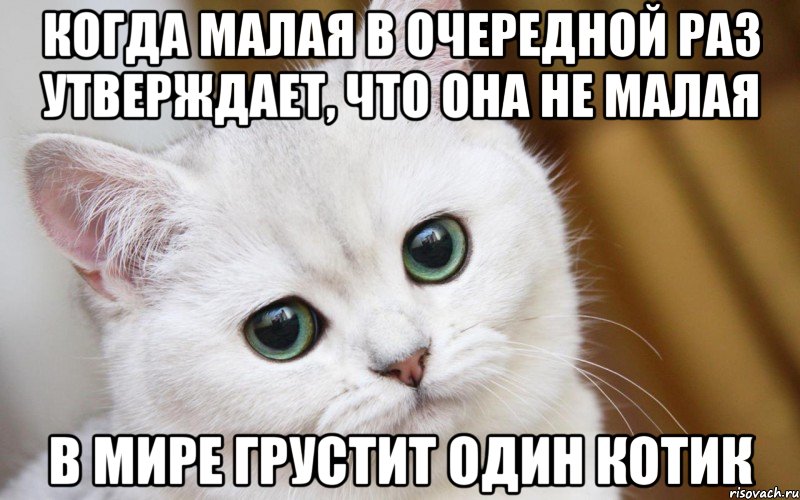 когда малая в очередной раз утверждает, что она не малая в мире грустит один котик, Мем  В мире грустит один котик