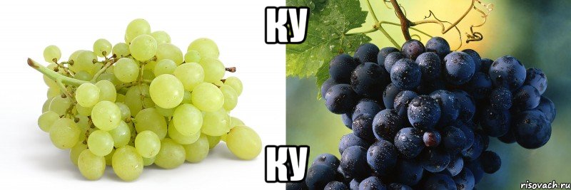 КУ КУ, Мем виноград курильщика