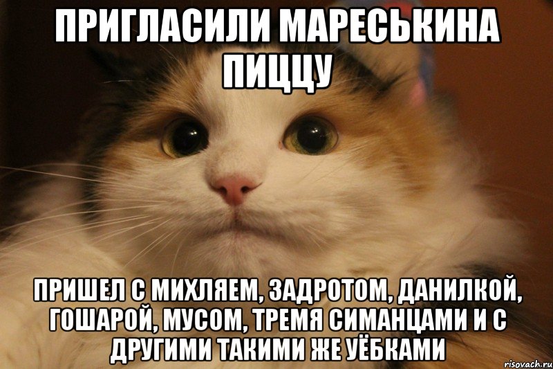 пригласили мареськина пиццу пришел с михляем, задротом, данилкой, гошарой, мусом, тремя симанцами и с другими такими же уёбками, Мем Кот в колпаке