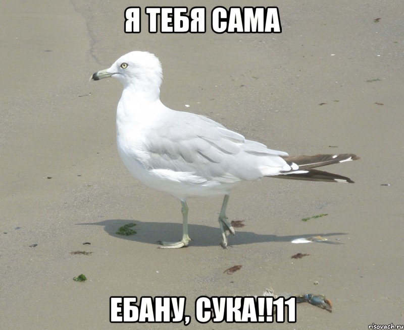 Я ТЕБЯ САМА ЕБАНУ, СУКА!!11